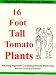 Vegetable Gardening 16 Foot Tall Tomato Plants Kindle Edition: Vegetable Gardening Design