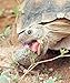 200 seeds-Broadleaf Tortoise Forage Blend Hermanns Testudo ST25