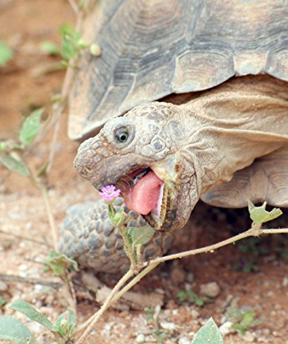 200 seeds-Broadleaf Tortoise Forage Blend Hermanns Testudo ST25