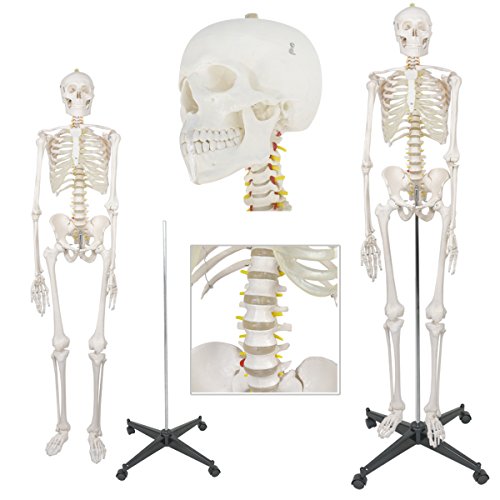 3 ZENY+Skeleton+Medical+Anatomical+Removable