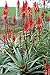 American Plant Exchange Aloe Hedgehog Live Plant, 6