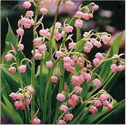 2Pack Bulbs Lily of The Valley Flower Bonsai Perennial Plants Bell Orchid Bulbs Bonsai Plants, Rich Aroma, Multi-Colored Orchids for Home Garden