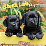 Black Labrador Retriever Puppies 2020 12 x 12 Inch Monthly Square Wall Calendar, Animals Dog Breeds by 