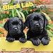 Black Labrador Retriever Puppies 2020 12 x 12 Inch Monthly Square Wall Calendar, Animals Dog Breeds by 