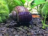 Aquatic Arts 1 Purple Mystery Snail (Pomacea bridgesii) (Young Adult 1/2 to 2+ inch) - Alga-Eaters