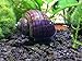 1 LARGE (1/2 to 2+ inch) Purple Mystery Snail (Pomacea bridgesii) - Alga-eaters by Aquatic Arts