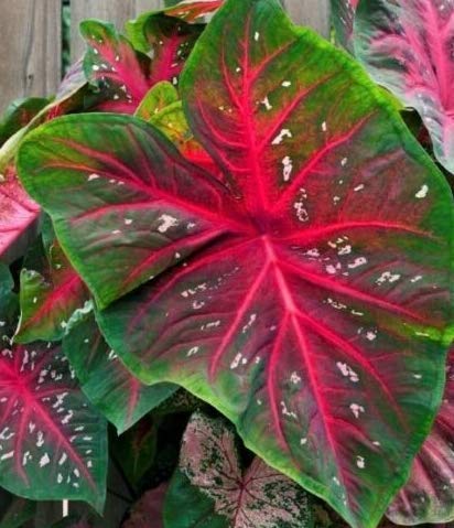 3 Exotic Red Flash Caladiums Large Bulbs