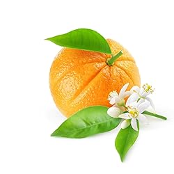 VINEVIDA [128 Fl Oz] Scent NO. 1202 Fragrance Oil