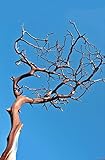 Richland Manzanita Branches Red Bark 16
