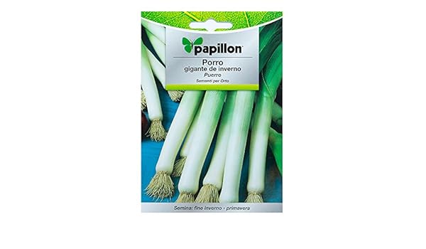 Semillas Puerro Largo De Invierno (3 Gramos): Amazon.es: Jardín