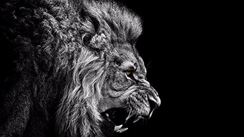NewBrightBase Fire lion Fabric Cloth Rolled Wall Poster Print - Size:
(55" x 32")