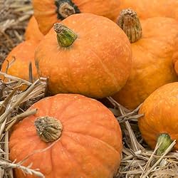 Moore Gold Winter Squash Seeds - Non-GMO, Heirloom