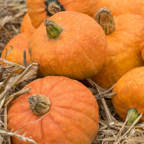 Moore Gold Winter Squash Seeds - Non-GMO, Heirloom