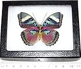 BicBugs Real Framed Butterfly Pink EUPHAEDRA Verso Africa