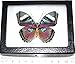 BicBugs Real Framed Butterfly Pink EUPHAEDRA Verso Africa