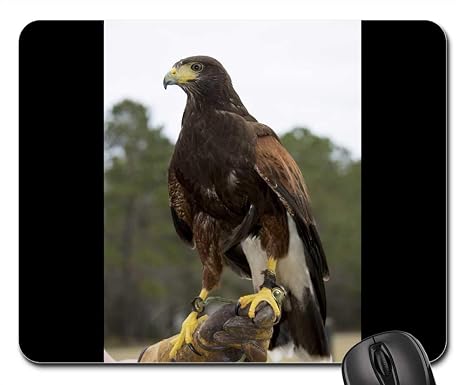 Amazoncom Mouse Pad Hawk Harris Hawk Raptor Bird