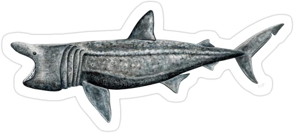 Andrews Mall Basking Shark (Cetorhinus Maximus) Stickers (3 Pcs/Pack)