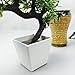 Party Tonight Artificial Japanese Zen Bonsai Tree Home Planet with Pot. Perfect for a Desk, Table, Office, Home Or Shelf Decoration