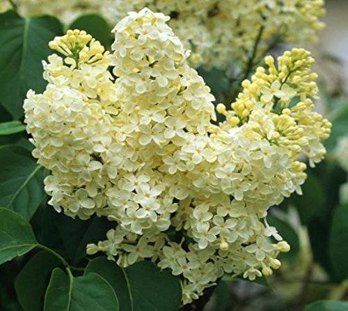 Primrose Yellow French Lilac Syringa Live Plant Quart Pot On Galleon Philippines