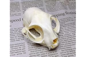 FGRID Animal Specimen Real Animal Skull Specimen Taxidermy Cleaned Skull Collection Fox, cat, Mink, Crocodile, Dog, Raccoon, Snake, Rabbit, Goat ，Muskrat，Nutria，Fox's paw (5pcs,The cat)