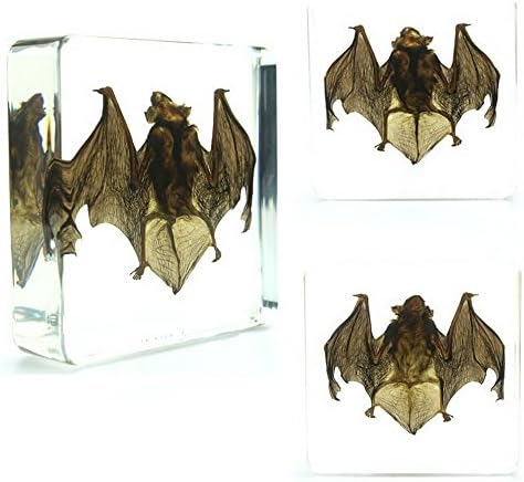 Real Biology Taxidermy Bat Specimen, Acrylic Scientific Animal Specimens for Science Education