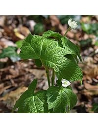 Nature's Answer Raíz de sello de oro sin alcohol, 083000006289, 1