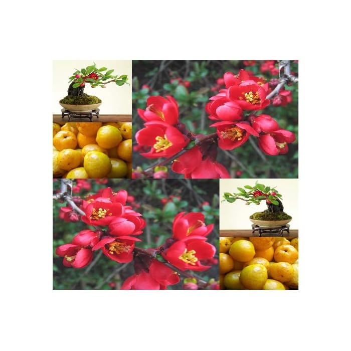 Buy 20 x Japanese Flowering Quince, Chaenomeles Japonica, Tree Seeds