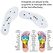 Therapy Insoles,Breathable Magnetic Massage Insoles Orthotic Fight Against Plantar Fasciitis Relieve Feet Pain for Women, Men, Youth and Elder (Transparent)