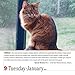 365 Cats Page-A-Day Calendar 2018