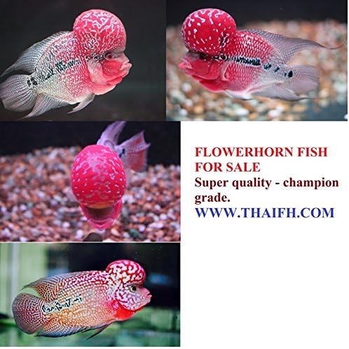 Okiko Quick RED Head Mark Flowerhorn Fish Food 3 in 1 Flowerhorn Cichlid Fish Food with Astaxanthin Plus 100g by fish4you