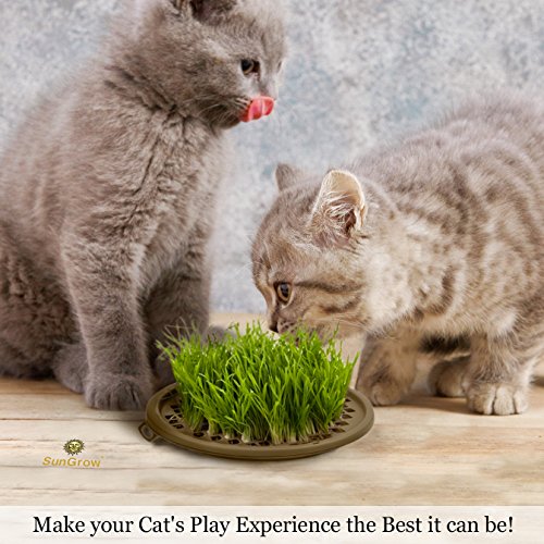 image for SunGrow Activate Cat’s Senses with Grass Toy -- Grow your Own Patch 