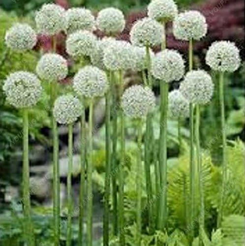 30pcs / bolsa gigante cebolla (Allium giganteum) semilla rara flor ...