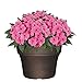 Classic Home and Garden Capello Planter, 11.25
