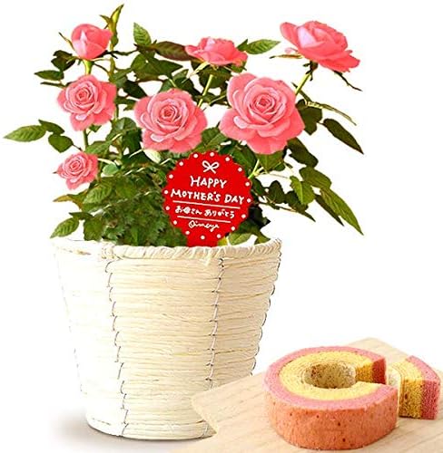 Amazon 母の日 バラ3号鉢 花コラボ ケーキ洋菓子 花とスイーツ 花鉢 生花 母の日のプレゼント フラワーギフト ミニ薔薇 ピンク 花コラボ ケーキ 洋菓子 通販