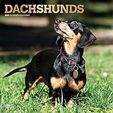 Dachshunds 2020 12 x 12 Inch Monthly Square Wall Calendar with Foil Stamped Cover, Animals Dog Breed by