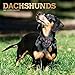 Dachshunds 2020 12 x 12 Inch Monthly Square Wall Calendar with Foil Stamped Cover, Animals Dog Breed by