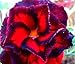 Adenium obesum Black Bird - Karoo rose - desert rose - impala lily - 3 seeds