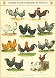 Cavallini & Co. Chickens and Roosters Poster Wrapping Paper Sheet
