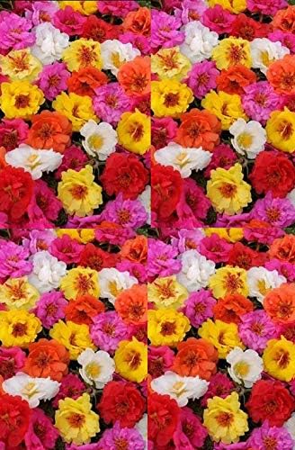 Portulaca Happy Trails MSP Mix Annual Flowers Seeds 250 Pcs an