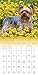 Yorkies 2017 Calendar: Includes Downloadable Wallpaper