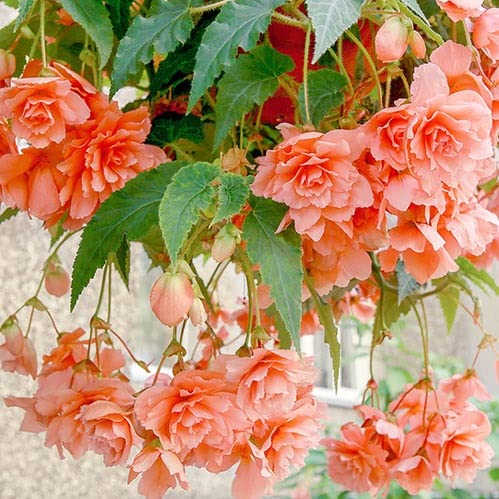 Votaniki Double Hanging Basket Begonia Apricot Bulbs - Perennial Begonia Pendula 'Apricot' Ready to Plant - Low Maintenance, Easy to Grow (1 Pack)