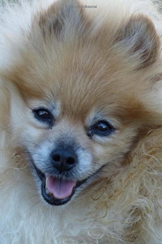pomeranian amazon