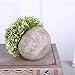 HC STAR Artificial Plant Potted Mini Fake Plant Decorative Lifelike Flower Green Plants