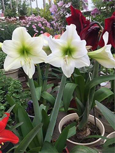 アマリリス球根 スポット 冬の開花家族の鉢植えの花植物 球根 Masqueboutique Com