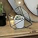 Cube Shaped Succulent Pyramid Tabletop Succulent Plant Terrarium Box