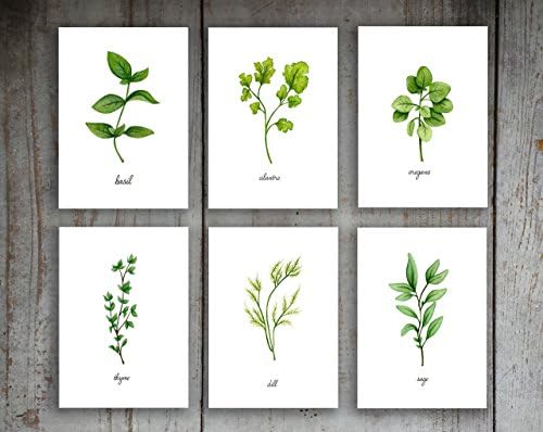 Herbs Art Print Set of 6 Prints Option 2, 5x7