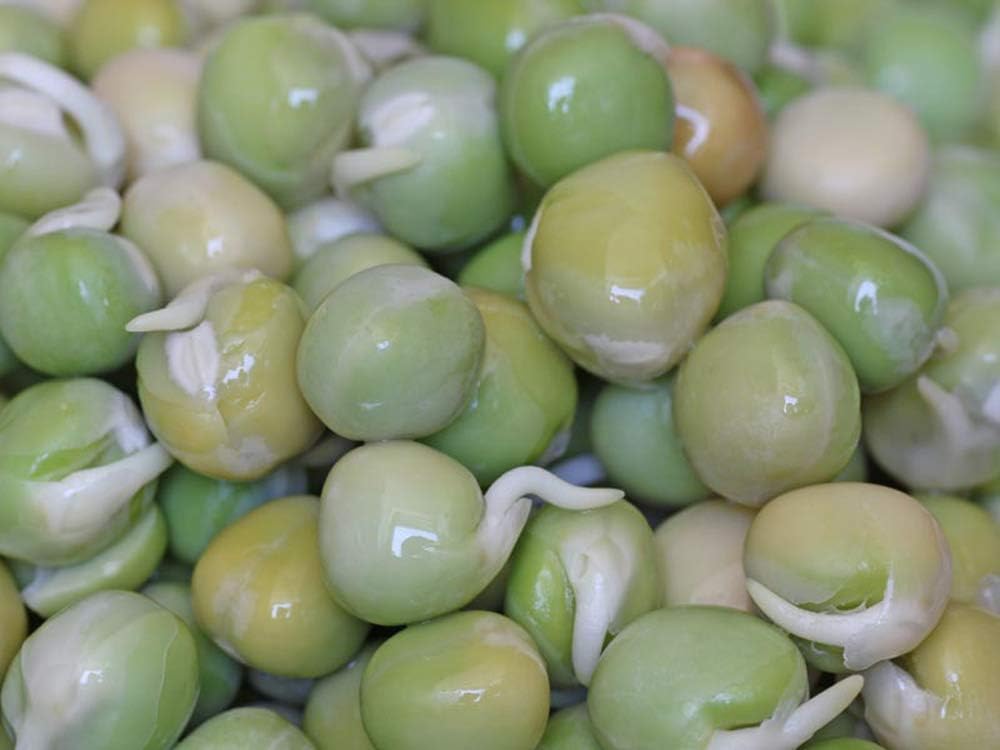 "COOL BEANS n SPROUTS" Brand, Green Pea Seeds for Sprouting Microgreens,4 Ounces, A superfood Packed with antioxidants and Health-Promoting nutrients. A Small Town Family Run USA Business.Thank You !: Garden & Outdoor