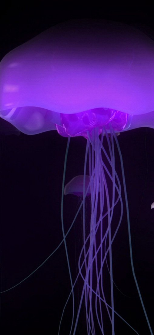 PeelitStickit Underwater, Undersea Wall Murals, ID-032, vinyl