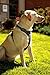 Dog Harness No Pull No Choke Adjustable Vest, Car Safety, Easy Control for Walking Hiking, 3M Reflective Oxford Material, Durable, Breathable - Small,Medium, Large & Extra Large Dog & Puppy L-Black