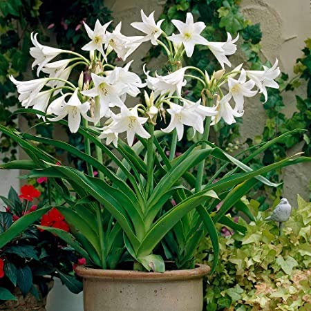 Floriculture Greens IMP. Crinum